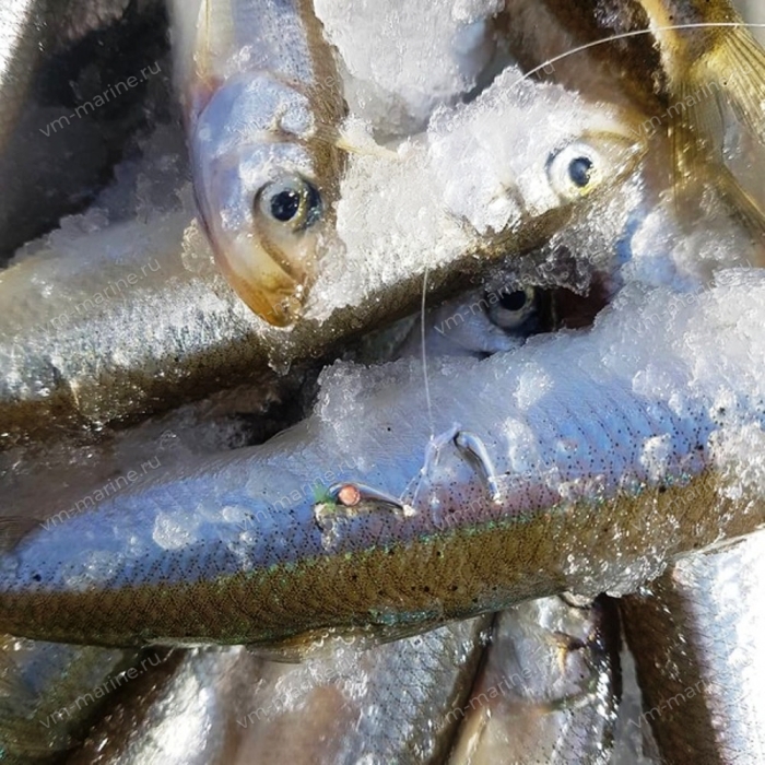 Блесна на корюшку ОГОНЬ 10мм ц.золото/UV